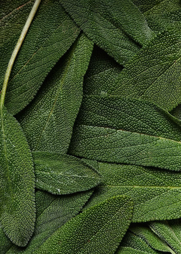 【Urban Rituelle】APOTHECA アポセカ ソイキャンドル 140g <ワイルドセージ>